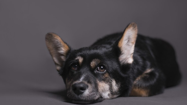 Confira 5 cuidados essenciais com animais de estimação idosos