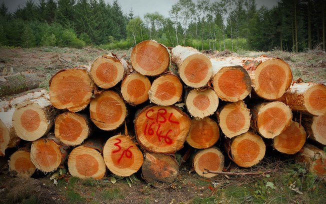 Futuro das florestas depende de uso das técnicas de manejo