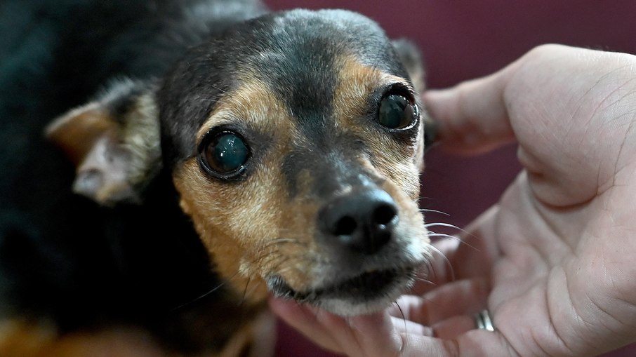 O registro das ocorrências é fundamental tanto para responsabilizar os autores quanto para fortalecer a proteção aos animais e incentivar a criação de estruturas especializadas, como delegacias voltadas a crimes ambientais e contra animais
