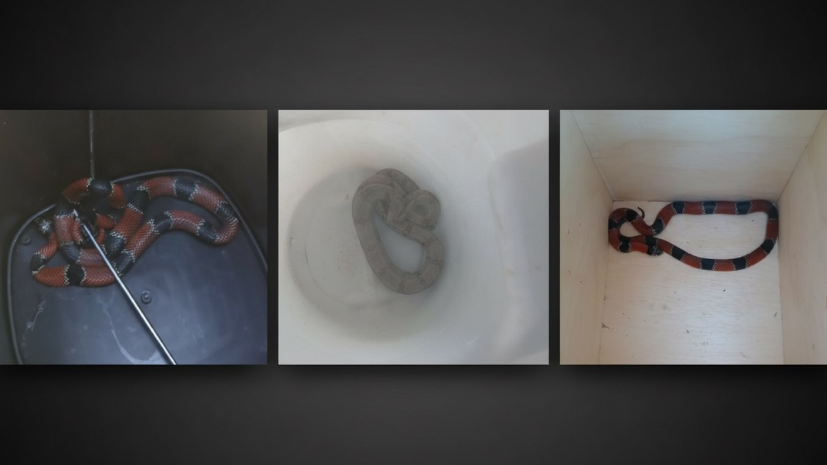 Serpentes foram resgatadas pelo GAPA da GCM de Vinhedo Serpentes foram resgatadas pelo GAPA da GCM de Vinhedo
