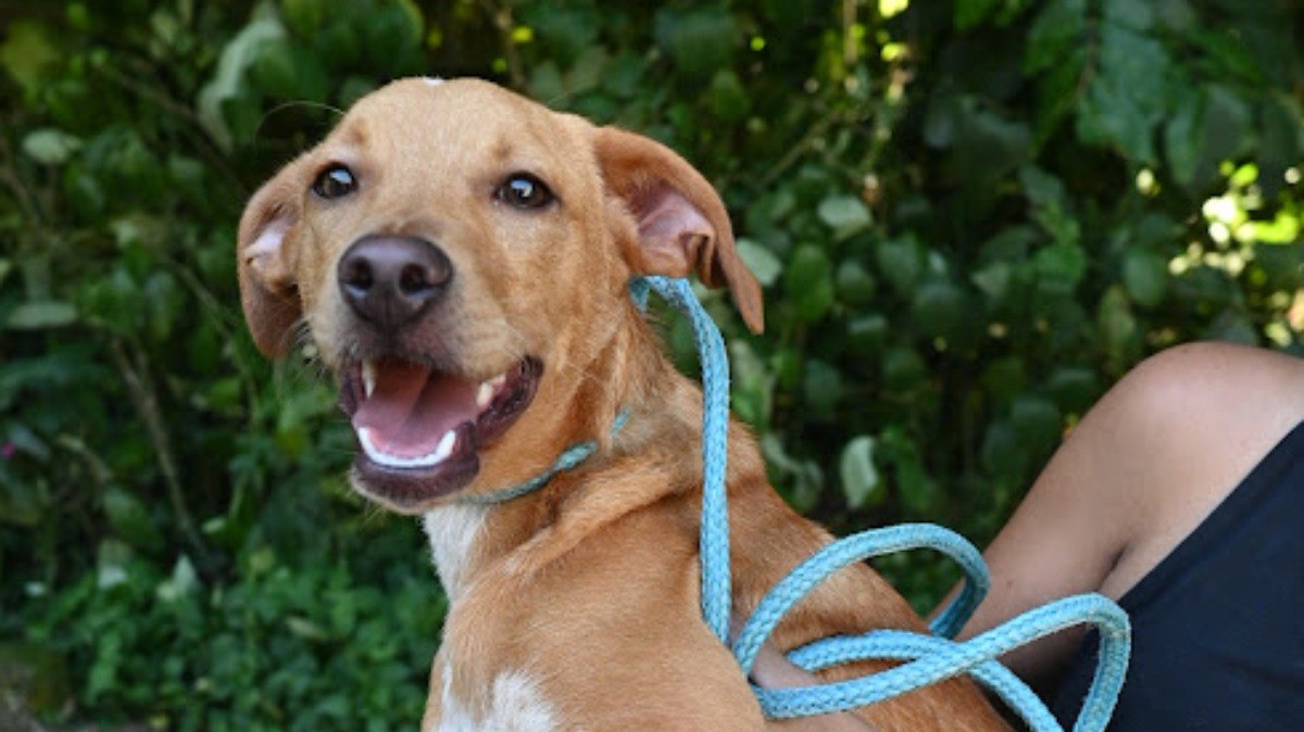 Apenas três seguem sob supervisão e cuidados dos veterinários