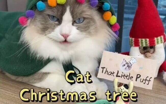 Este gatinho ensina a fazer um doce para a ceia de Natal