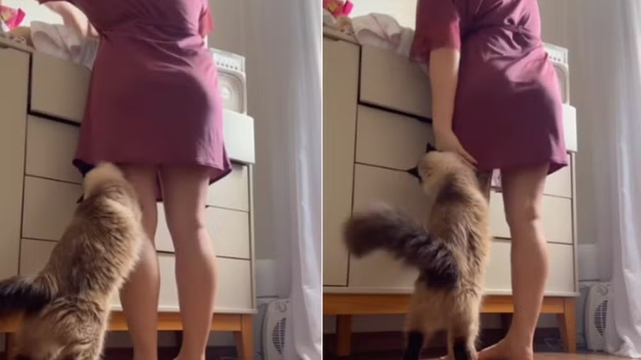Gata protege bebê durante troca de fralda e vídeo viraliza Gata protege bebê durante troca de fralda e vídeo viraliza