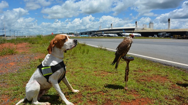 Cão farejador reforça segurança aérea no controle de aves em MG