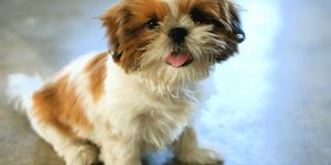 Encontro de Shih Tzus: shopping prepara ação para pets e tutores