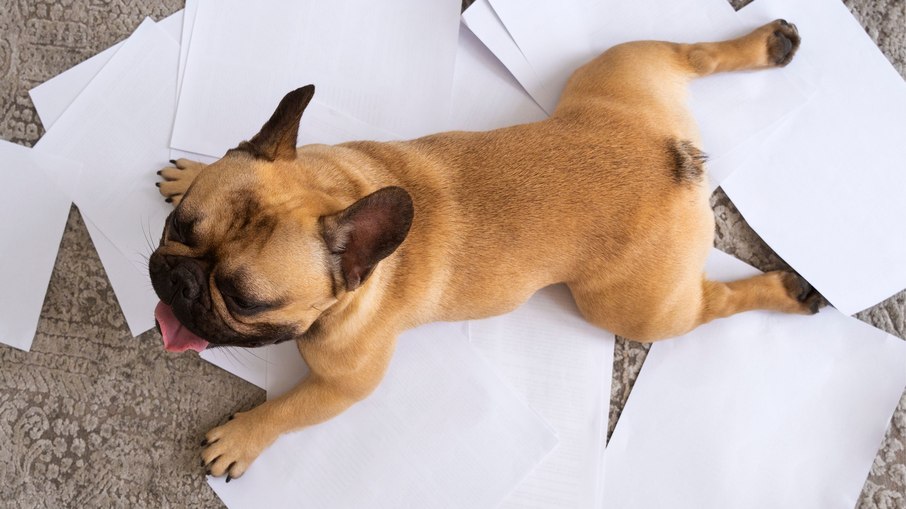 Cachorro dormindo esticado de barriga para baixo