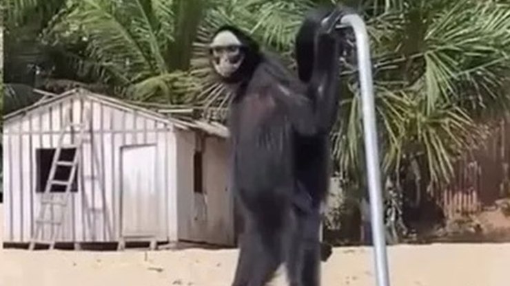 Macaco-aranha: conheça espécie que viralizou no Pará