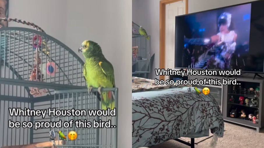 Perequito canta música de Whitney Houston