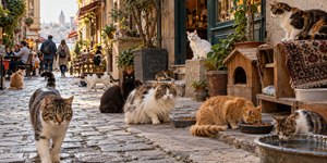 A cidade com mais de 160 mil gatos vivendo nas ruas