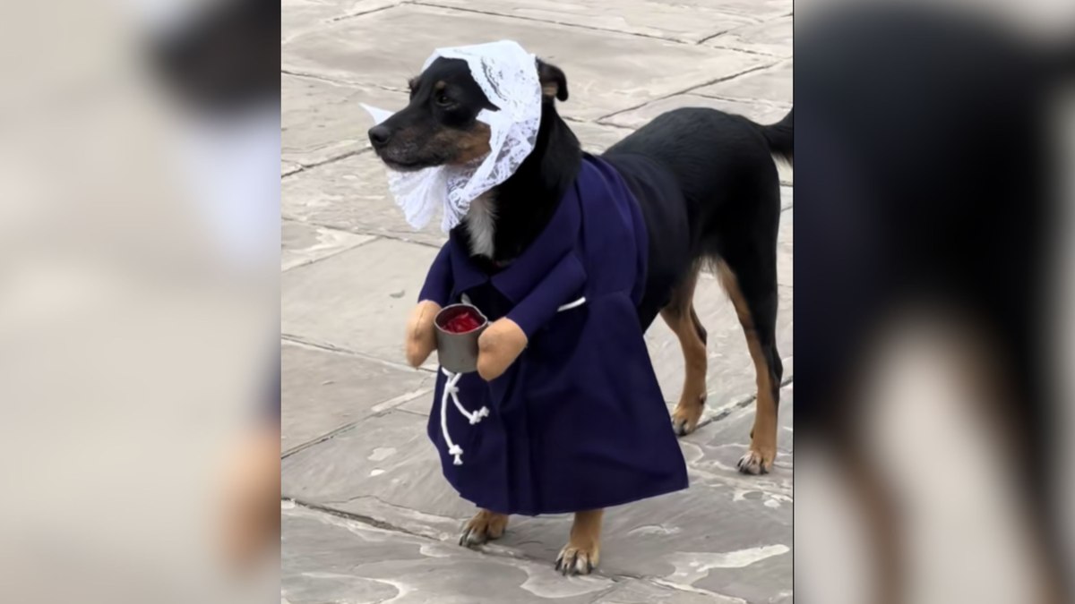 Cãozinho devoto encanta fiéis ao desfilar em procissão religiosa