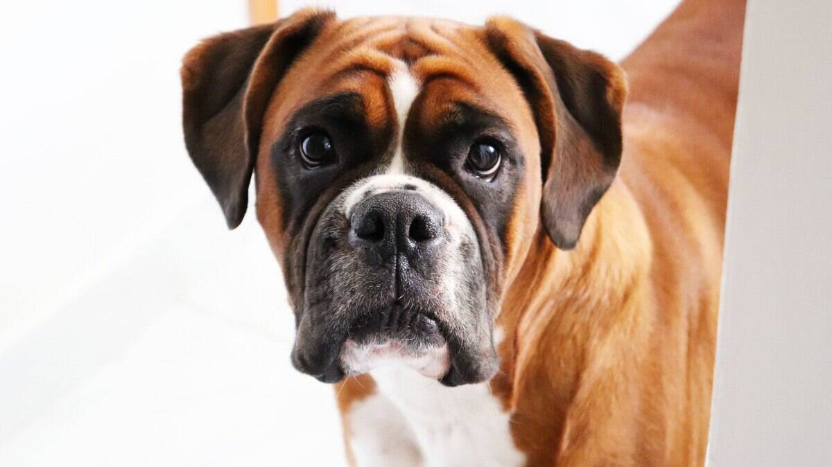 O Boxer é um cachorro muito apegado aos tutores e bastante leal e protetor