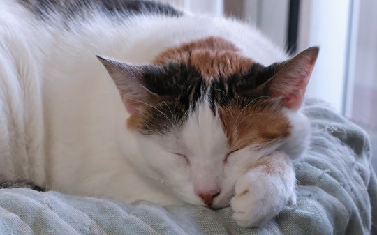 Gatos castrados precisam de cuidados específicos? Entenda