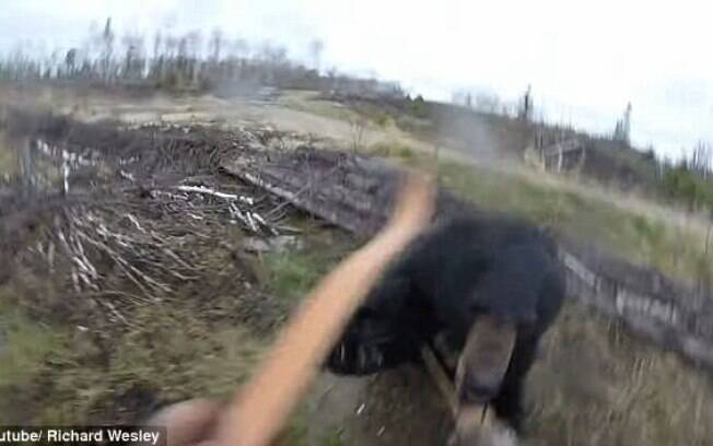 Vídeo publicado no Youtube mostra cenas de terror em que um caçador canadense acabou sendo atacado por urso