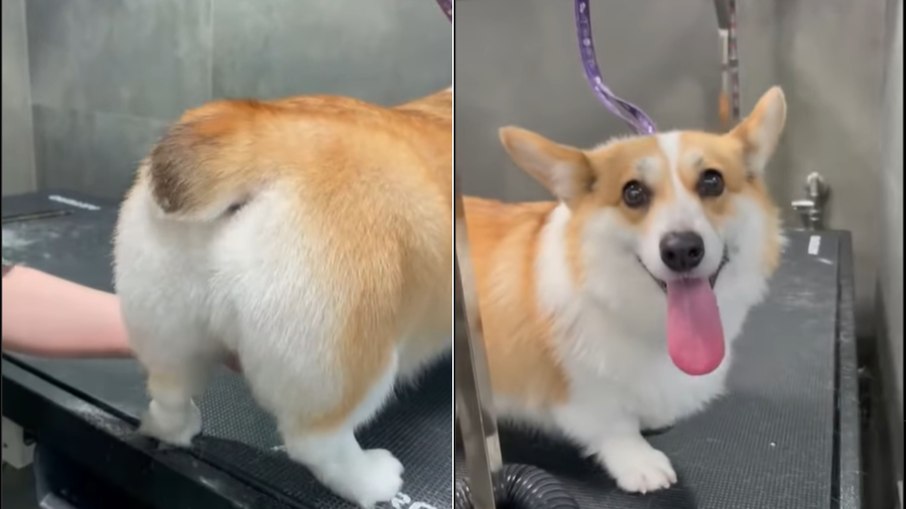 Cão viraliza após tosa incomum no bumbum Cão viraliza após tosa incomum no bumbum