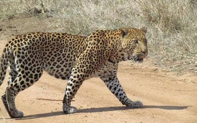 Leopardo macho teria atacado um filhote da espécie que estava sozinho em cima da árvore.