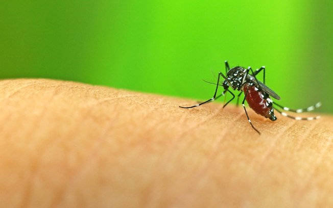 Saiba o que colocar na água para matar as larvas do mosquito da dengue
