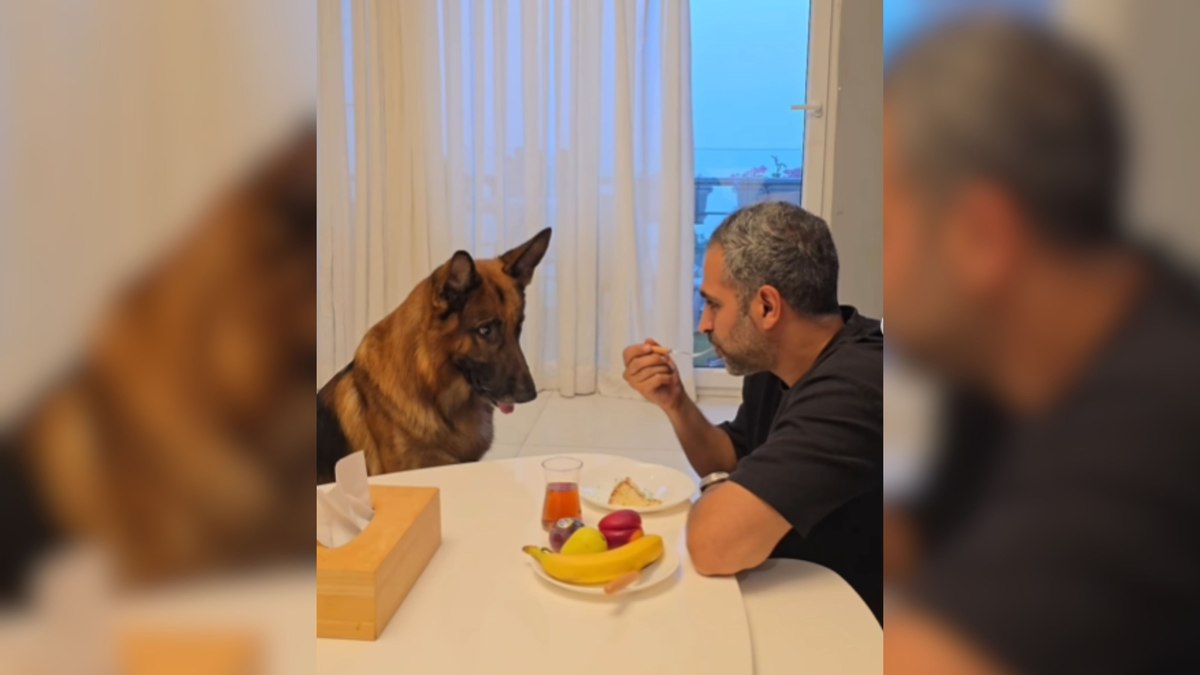 Companhia ou gula? Cachorro 'hipnotizado' por comida viraliza Companhia ou gula? Cachorro 'hipnotizado' por comida viraliza