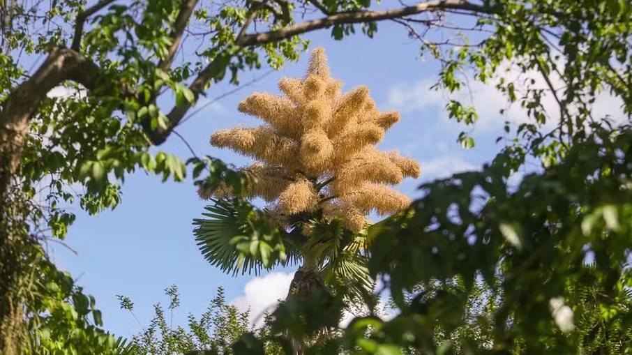 Espécie rara de palmeiras Talipot florescem pela primeira e única vez no Rio de Janeiro Espécie rara de palmeiras Talipot florescem pela primeira e única vez no Rio de Janeiro