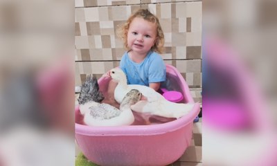 Menina surpreende mãe ao levar patos de verdade para o banho