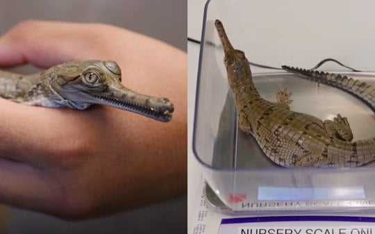 Zoológico recebe filhotes de crocodilo ameaçados de extinção