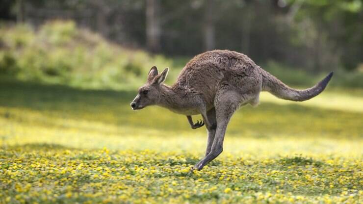 Canguru invade e interrompe partida de futebol na Austrália