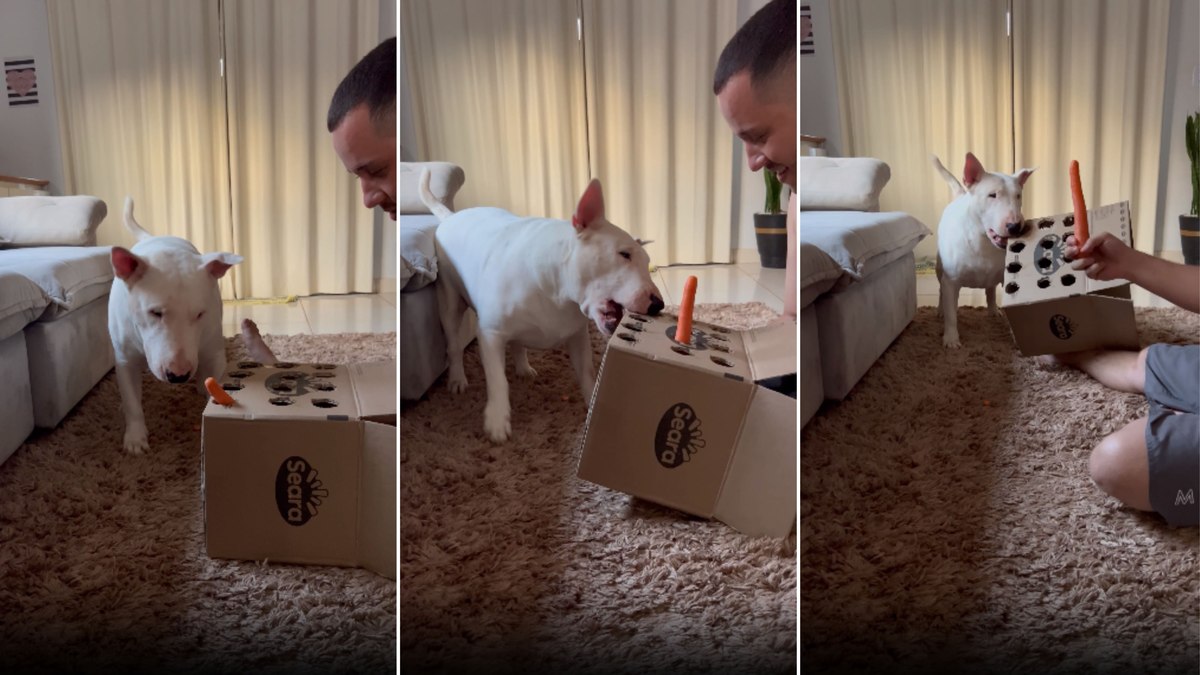 Cachorro perde a paciência durante brincadeira
