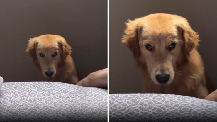Golden Retriever fica emburrado após ser deixado sozinho em casa