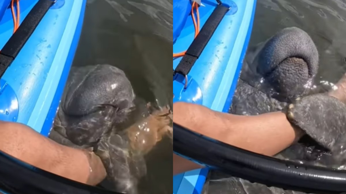 Amizade de peixe-boi com humano encanta a web: 'Adorável' Amizade de peixe-boi com humano encanta a web: 'Adorável'