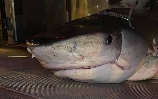 Tubarão foi morto pela polícia por estar nadando muito próximo à costa