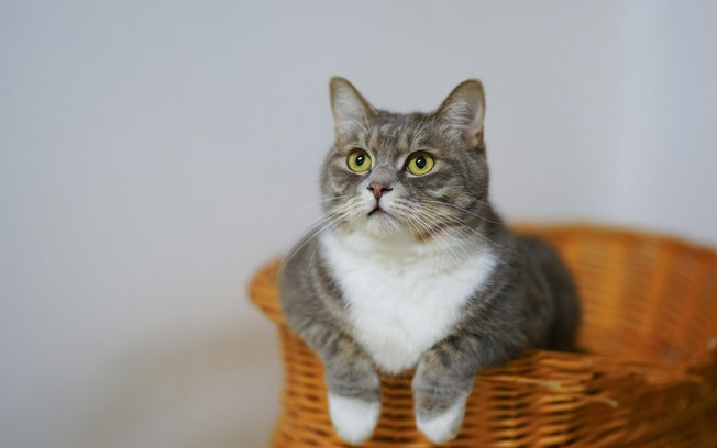 Elanco lança solução para tratar sintomas de DRC em gatos