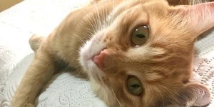 Saiba qual o melhor momento para castrar sua gatinha
