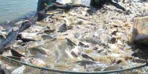 Rota do Peixe impulsiona turismo e revela rios no Tocantins