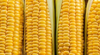 Conheça os benefícios do milho, o protagonista das festas juninas