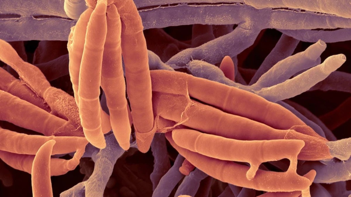Fungo do intestino humano retarda doença hepática em camundongos Fungo do intestino humano retarda doença hepática em camundongos