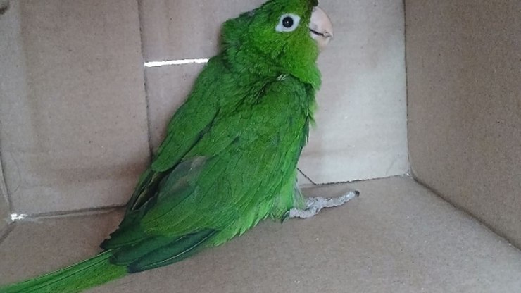 Filhote de maritaca é resgatado após cair do ninho em Vinhedo