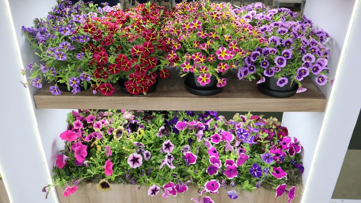 Ônibus Cultural leva vinhedenses à 42ª Expoflora