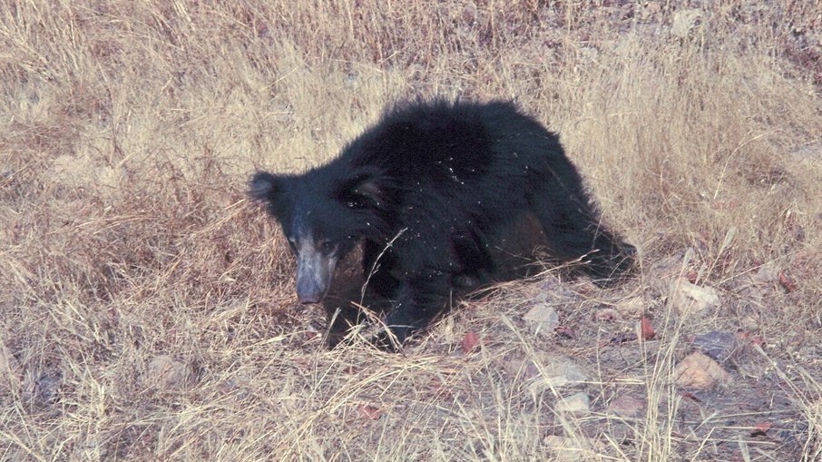 Urso-beiçudo aparenta ser inofensivo, mas é o urso mais reativo e perigoso da Índia: centenas de ataques acontecem todos os anos Urso-beiçudo aparenta ser inofensivo, mas é o urso mais reativo e perigoso da Índia: centenas de ataques acontecem todos os anos