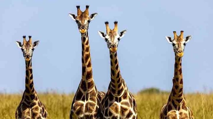 Animal mais alto, língua azul e muito mais: curiosidades das girafas