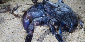 Animal azul gigante surge em caverna após 150 anos sumido