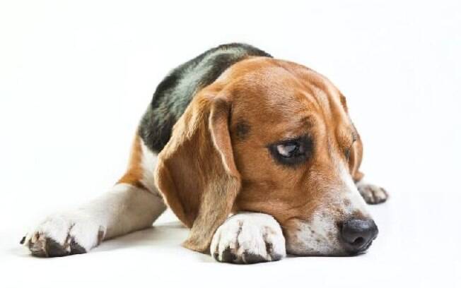 Os cachorros têm depressão assim como os seres humanos?