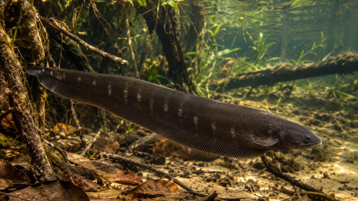 Peixe elétrico (Gymnotus carapo) Peixe elétrico (Gymnotus carapo)