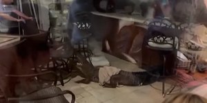 VÍDEO: Jacaré de quase 3 metros invade casa e derruba móveis