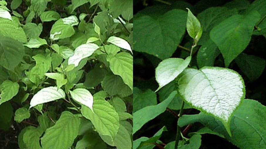 Conhecido como “silver vine”, o matatabi pode agradar felinos até mais que a erva-de-gato Conhecido como “silver vine”, o matatabi pode agradar felinos até mais que a erva-de-gato