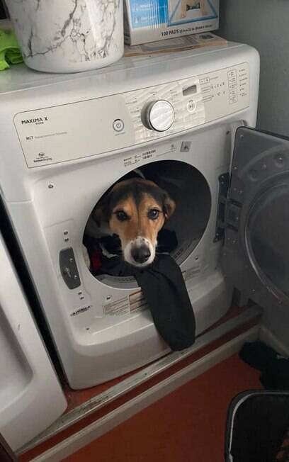 A foto era da cachorrinha Lyla que se encontrava dentro de uma secadora