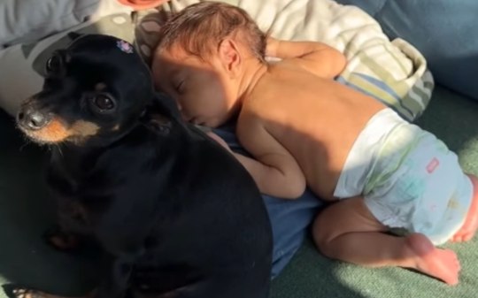 Pinscher vira 'babá' de bebê durante soneca