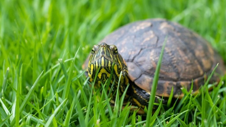 5 espécies de tartarugas e jabutis para conhecer