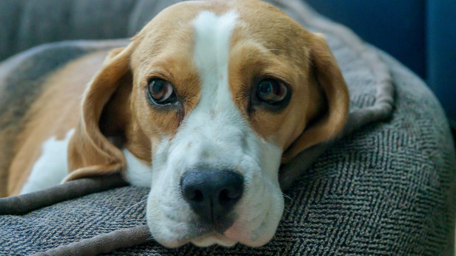 A raça beagle é uma das com maior predisposição a desenvolver a doença