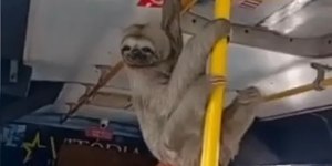 Bicho-preguiça entra em micro-ônibus e surpreende passageiros