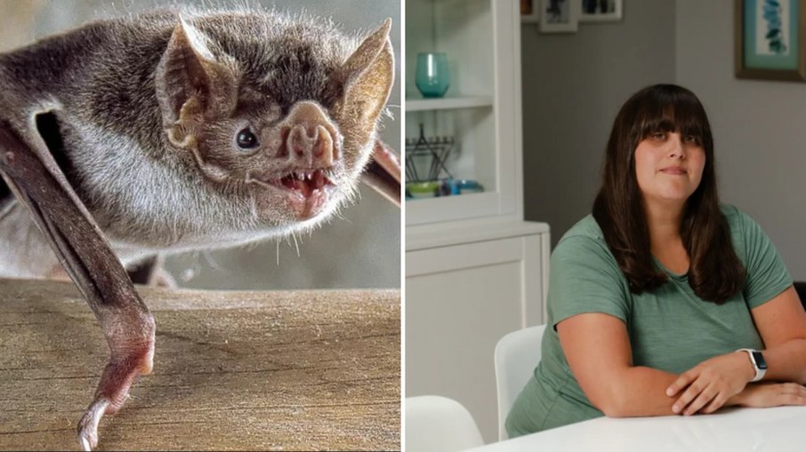 Morcego morde rosto de turista e causa dívida de R$ 110 mil