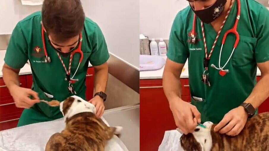 Veterinário tem técnica infalível para vacinar cachorros